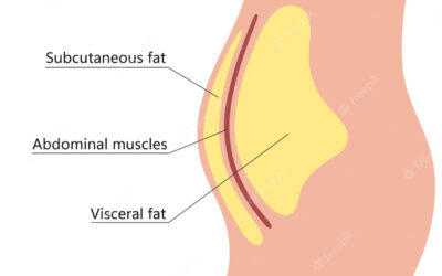 Buikvet: Het vet rondom je organen ook wel visceraal vetweefsel